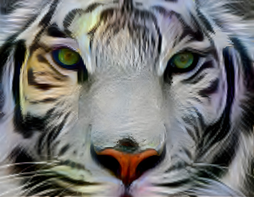 White tiger