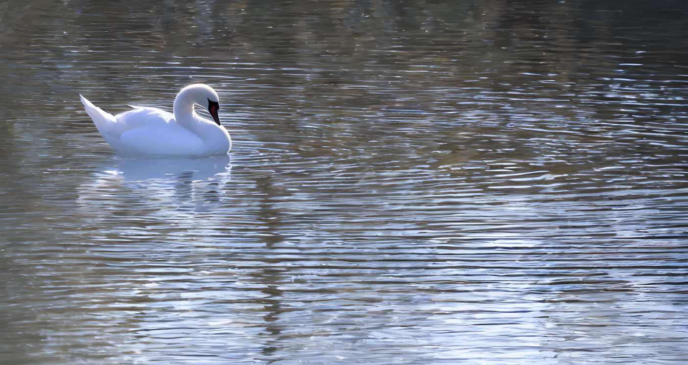 Graceful Swan Gliding on Calm Water with Shimmering Reflection