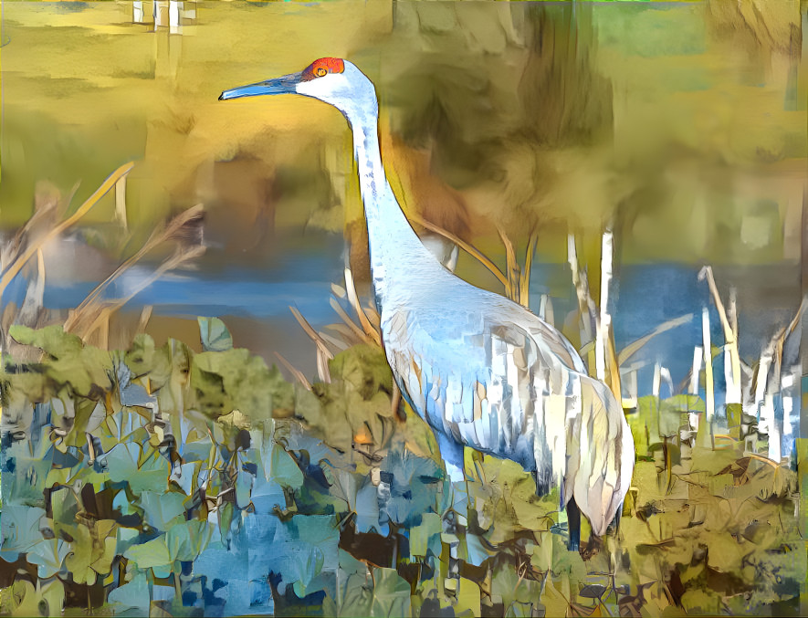 Sandhill Crane