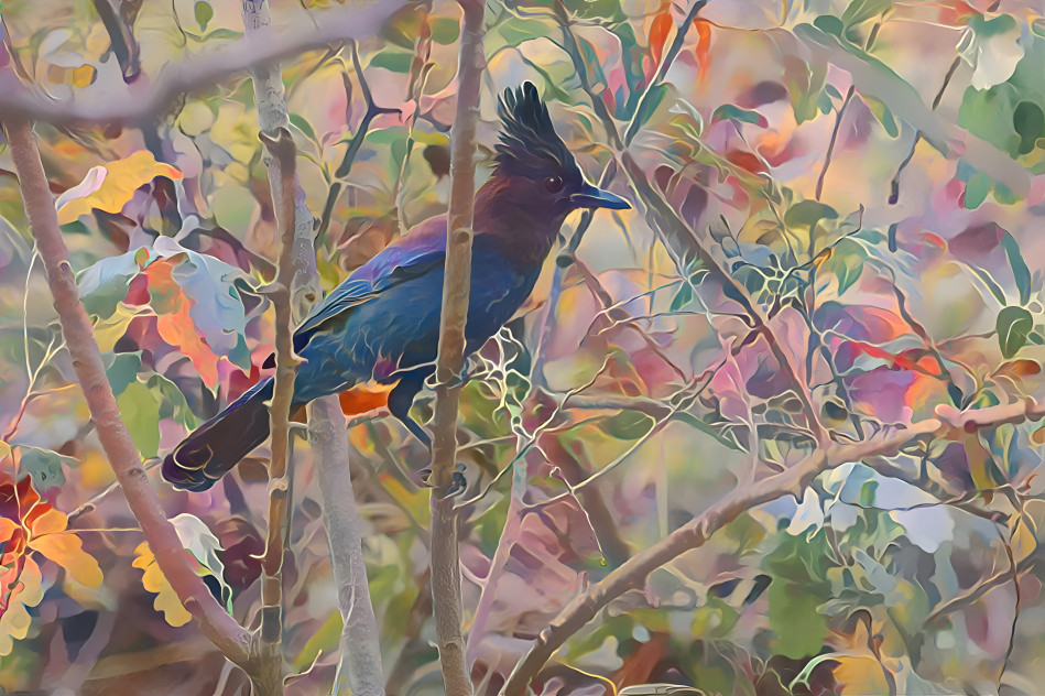 Steller's Jay