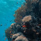 Colorful Coral Formations in Vibrant Underwater Scene