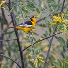 Colorful bird on branch with blossoms and fruits in misty background