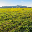 Tranquil landscape with green field, yellow wildflowers, and rolling hills