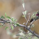 Colorful hummingbird on branch with greenery and berries in soft light