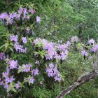 Lush green forest with blooming purple rhododendrons