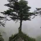 Serene landscape: solitary tree on rocky outcrop under full moon