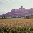 Scenic landscape with red poppies field and historic building on hill