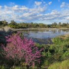 Scenic landscape with blooming cherry trees and river at sunset