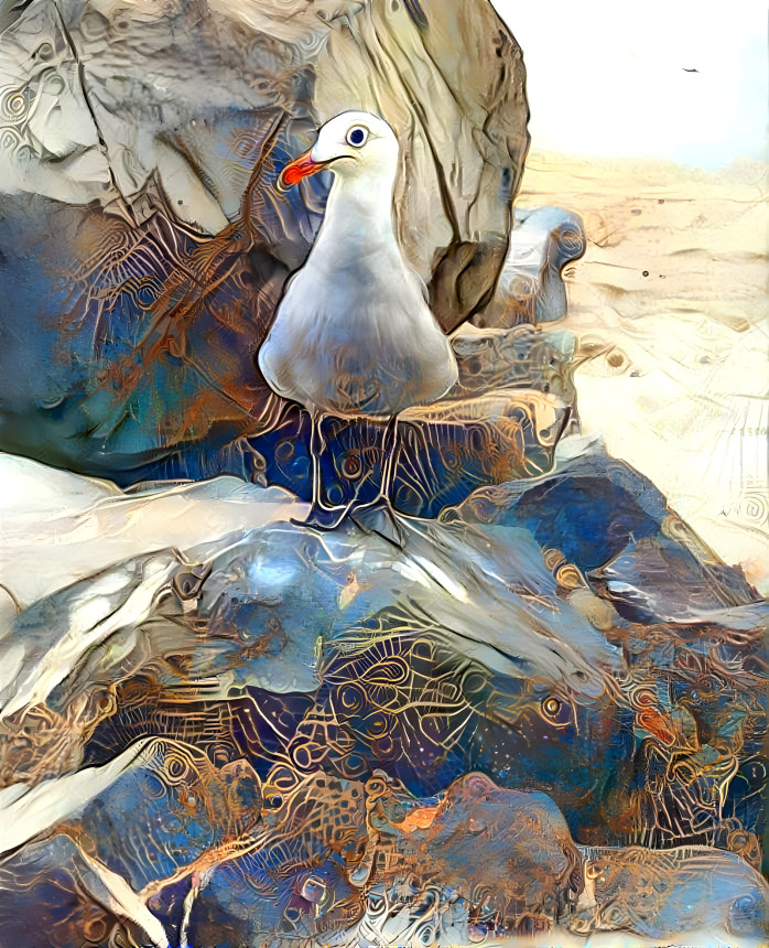 seagull on the stone