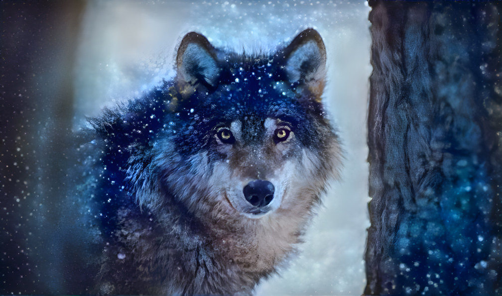 Wolf in Snow