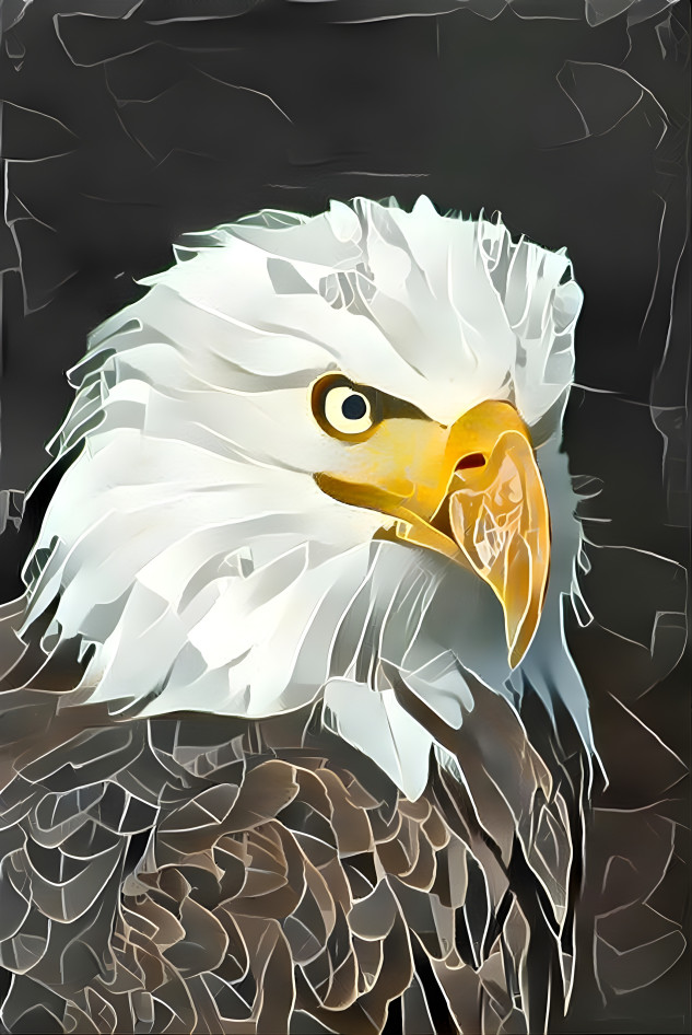 Bald Eagle