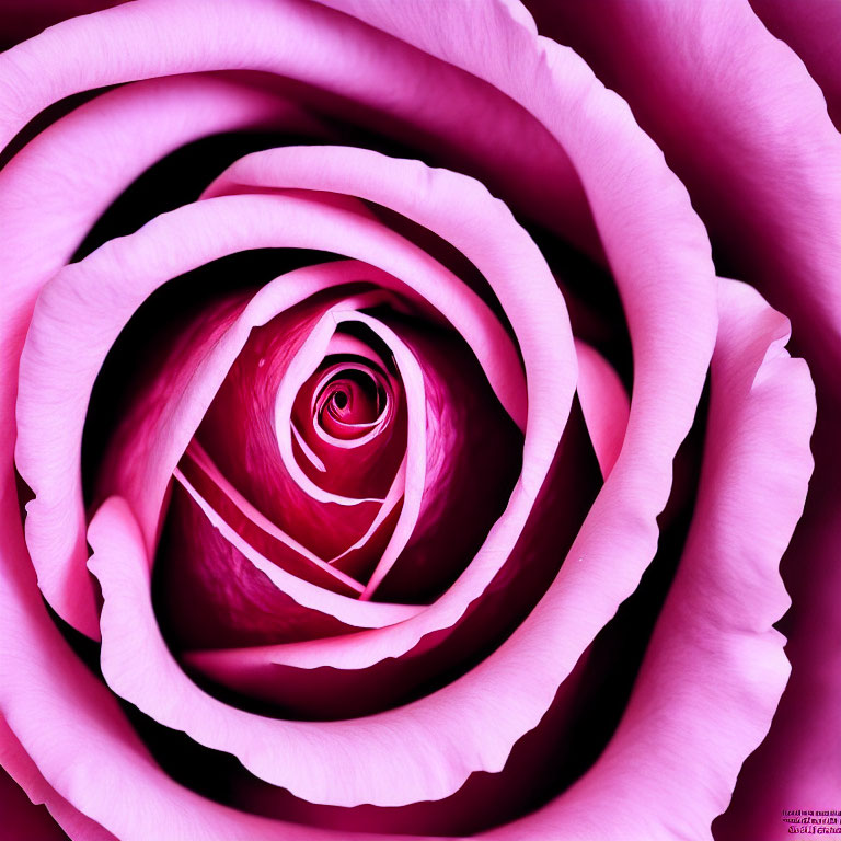 Detailed Pink Rose Petals with Gradations of Color