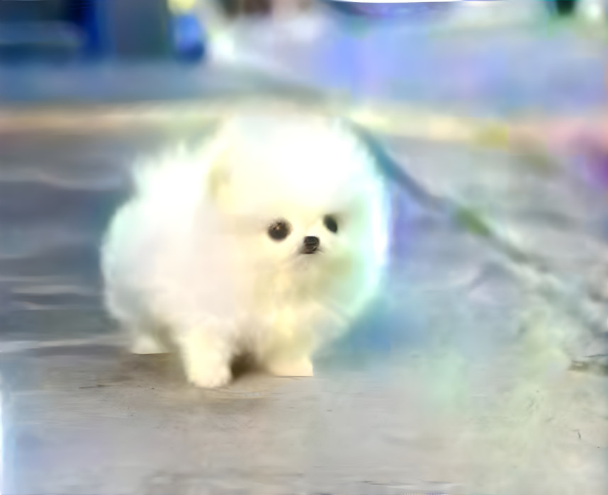 Pomeranian 