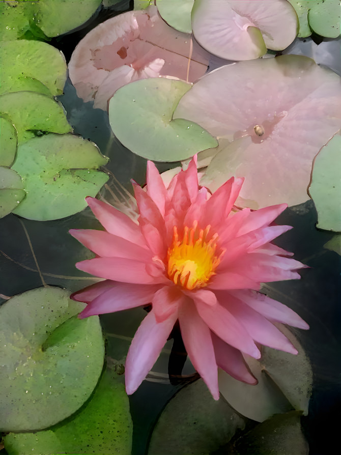 halfway waterlily