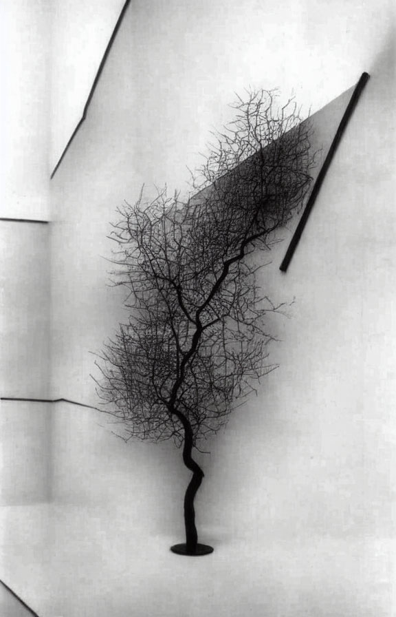 Monochrome leafless tree sculpture casting detailed shadow