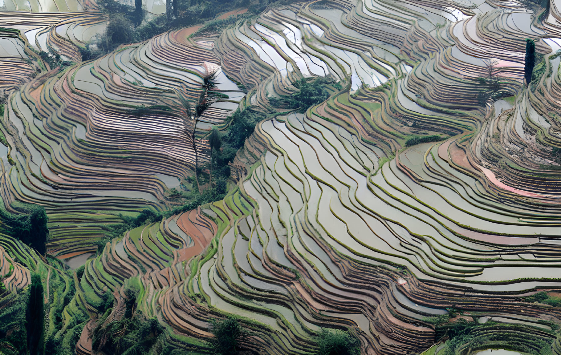 Terraced rice fields with water-filled paddies reflecting light