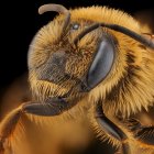 Detailed Close-Up of Cybernetic Bee with Metallic Parts on Fuzzy Body