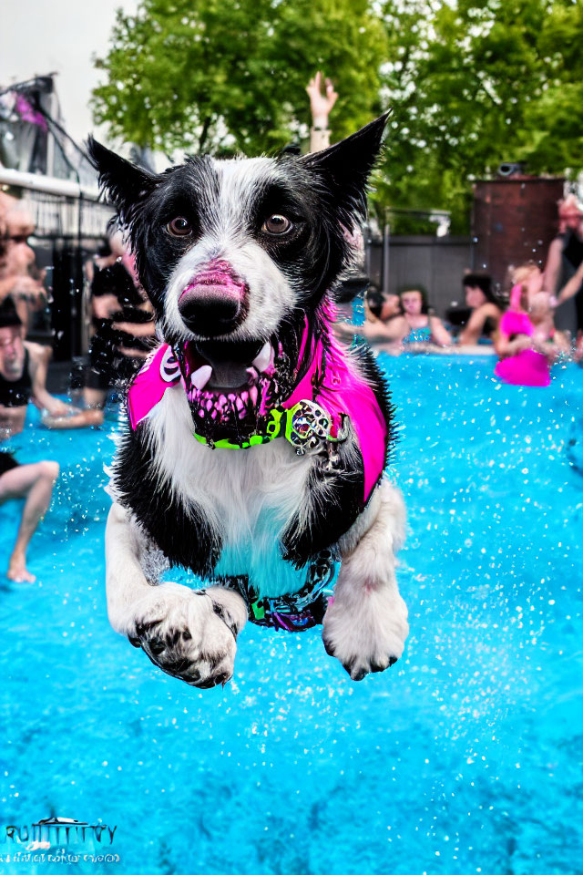 Black and white dog in pink life vest jumping over blue pool with people in background