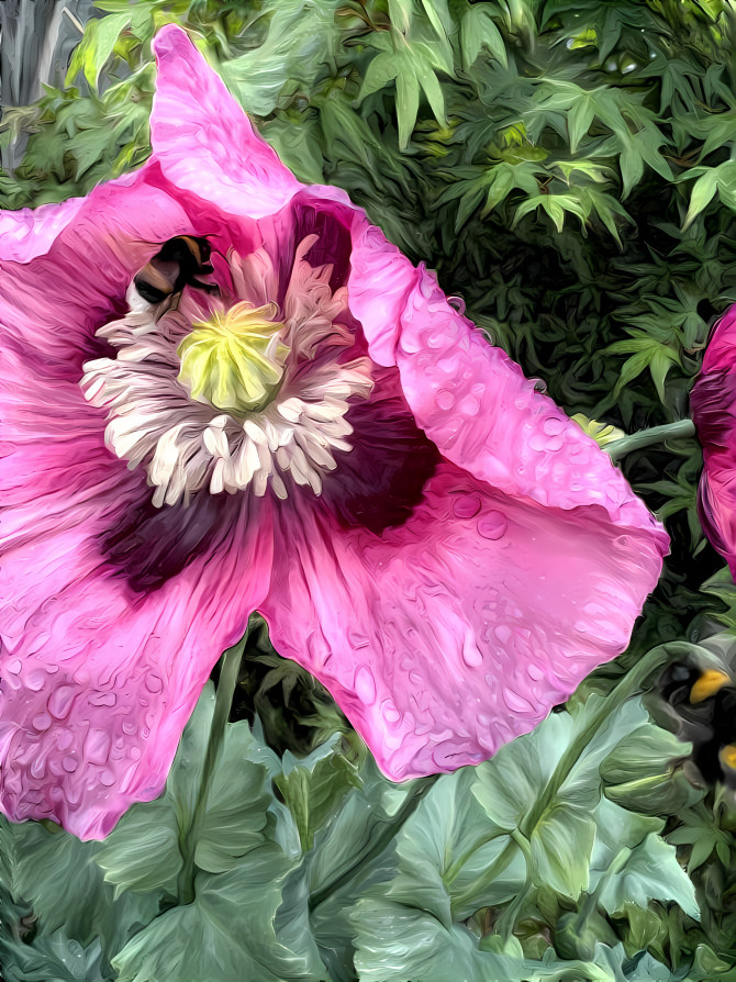 The Poppy and the Bee