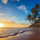 Vibrant beach sunset with flying fish, starfish, seashells, and forest border