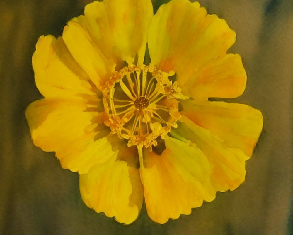 Bright Yellow Flower with Central Stamen and Delicate Petals on Green Background