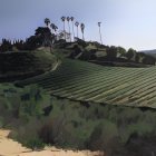 Tranquil watercolor landscape of green hills, palm trees, and a serene path