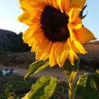 Bright yellow sunflower with dark center in soft-focus greenery and evening sunlight