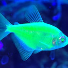 Vivid Neon Green Fish in Blue Underwater Dreamscape