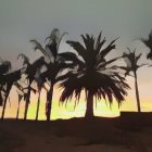 Silhouetted palm trees on vibrant watercolor sunset