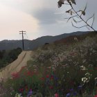 Country road with wildflowers and telephone poles under cloudy sky