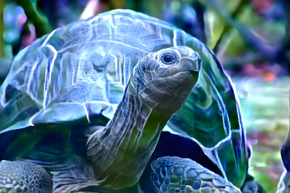 Blue Tortoise