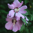 Purple and White Flowers with Yellow Centers on Dark Green Leaves