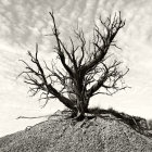 Surreal drawing of spiky tree branches and floating human head