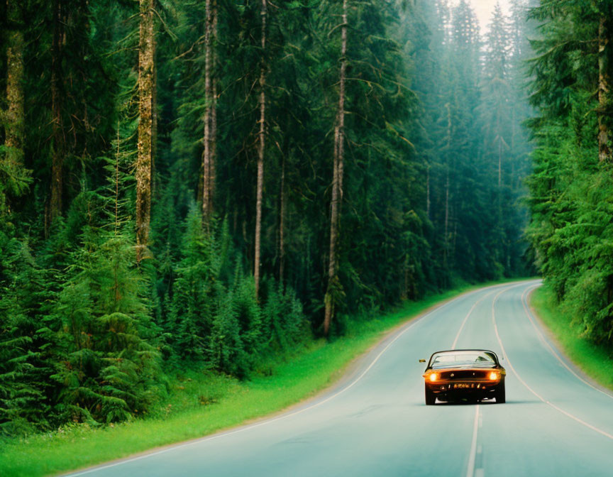 Vintage car on forest road with tall green trees in misty morning