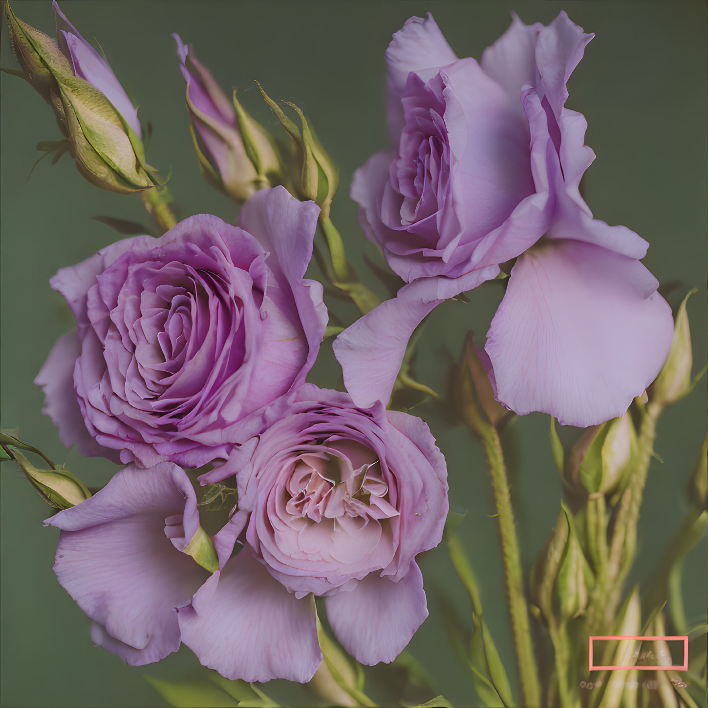 Mauve roses in different bloom stages on green backdrop