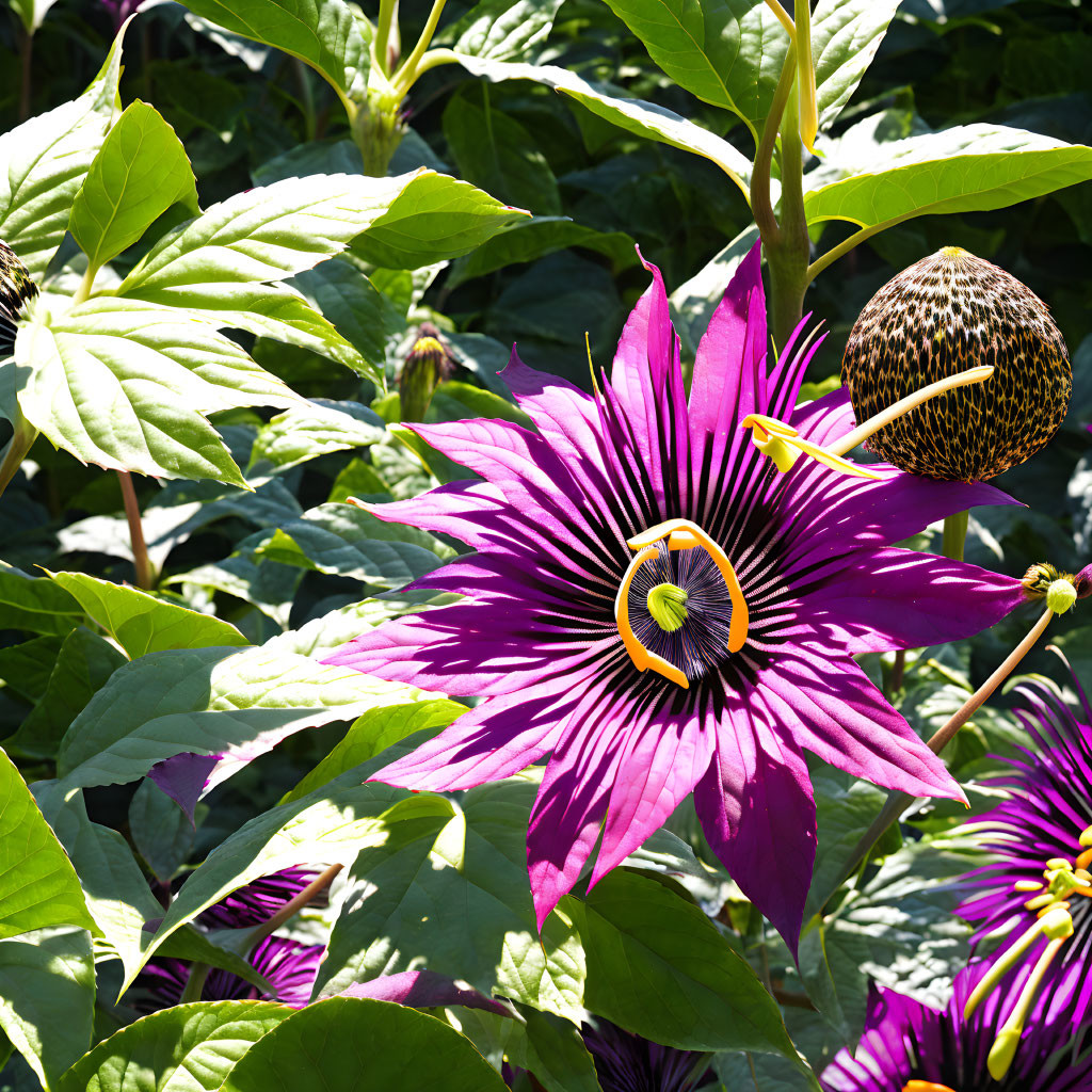 Purple passion flower with prominent stamens and green leaves in sunlight.