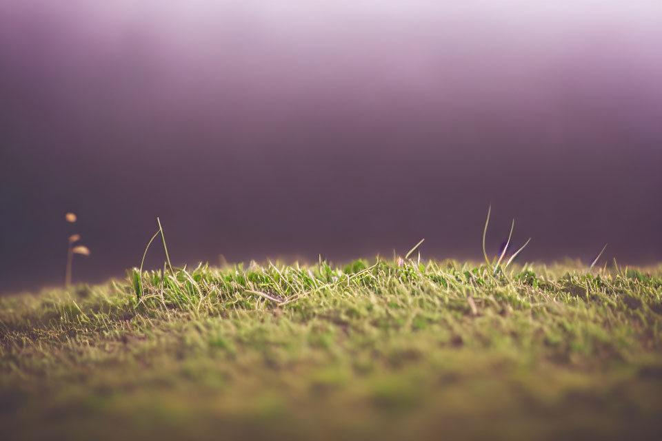 Detailed Close-Up of Grassy Surface with Blurred Background