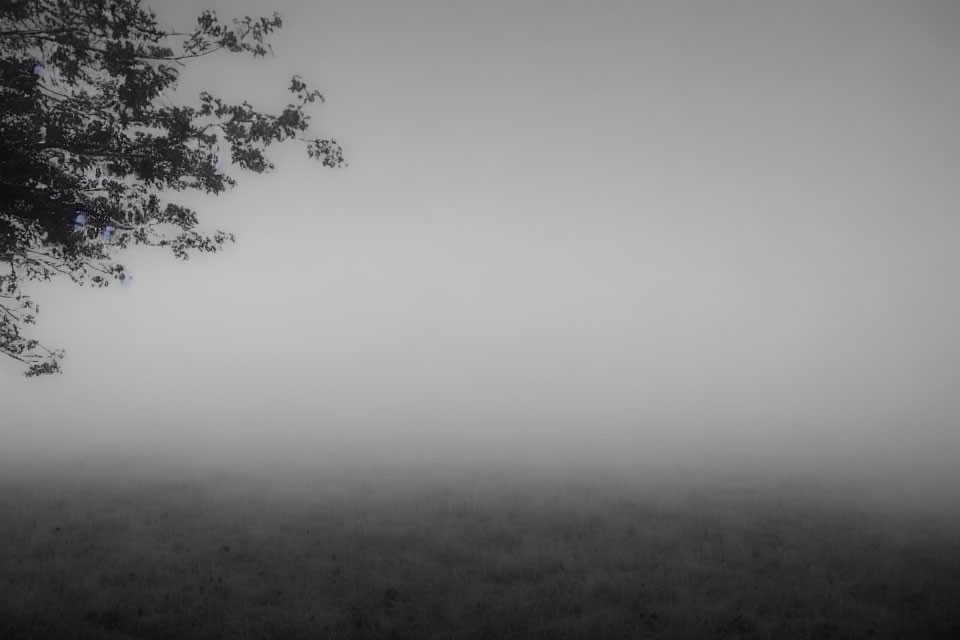 Foggy landscape with tree branches and dense mist