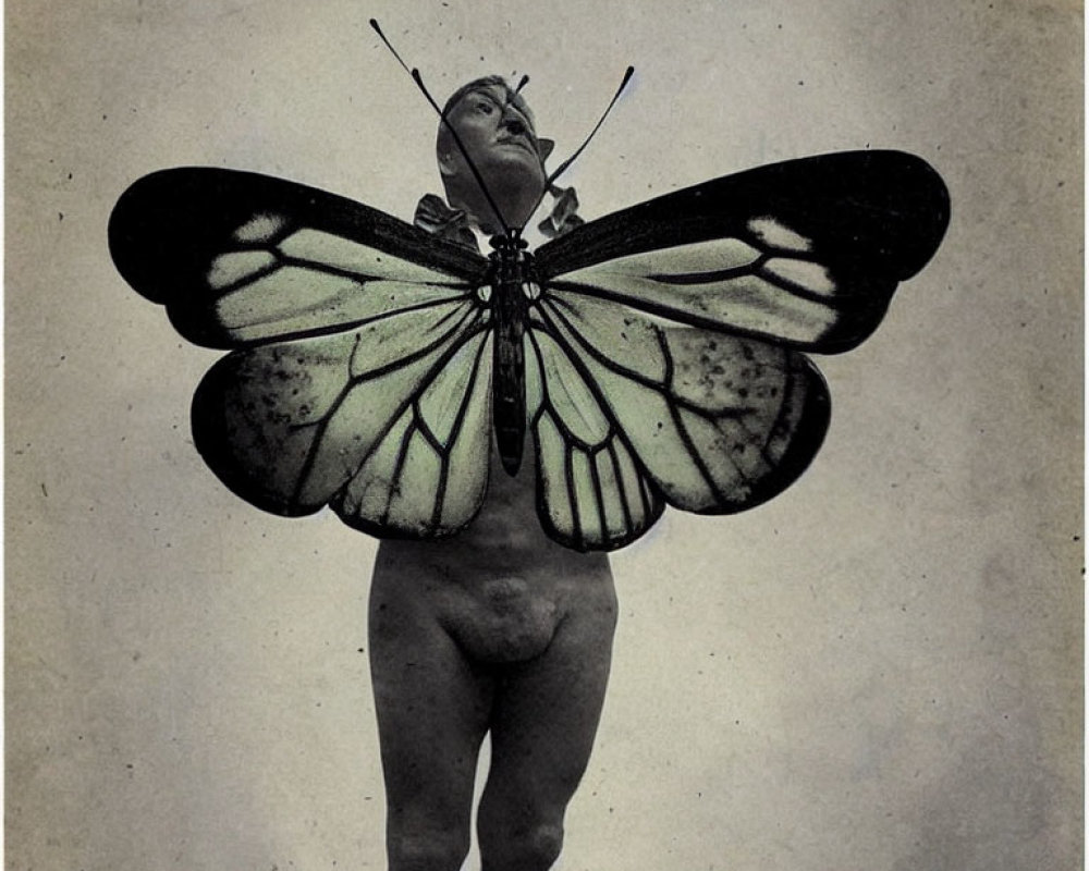 Person with butterfly wings in vintage style portrait