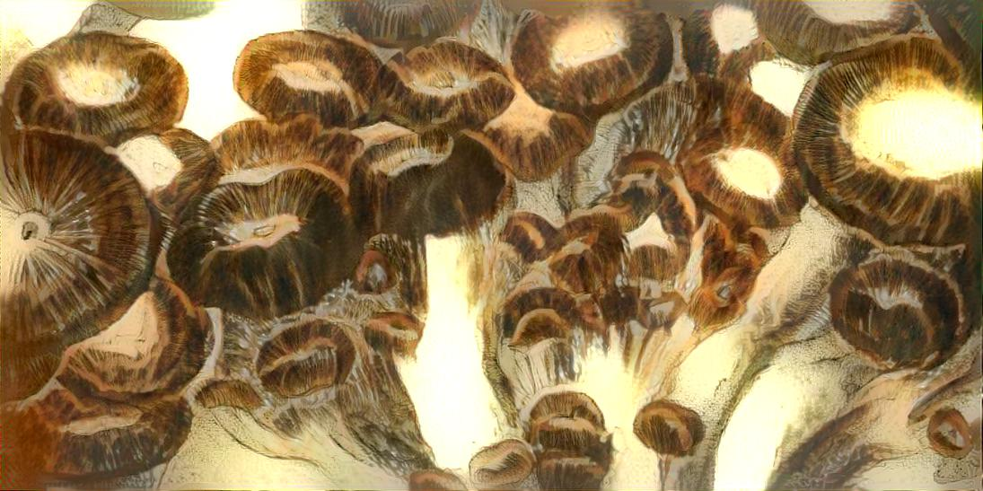 Ruffled Mushrooms