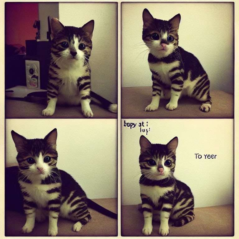 Striped Cat Poses in Four Panels with Text "Topy at 1 year To yeer