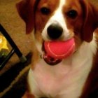 Brown and White Dog Holding Pink Chew Toy with Plush Ladybug