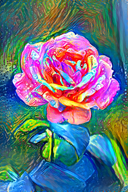 Colourful rose