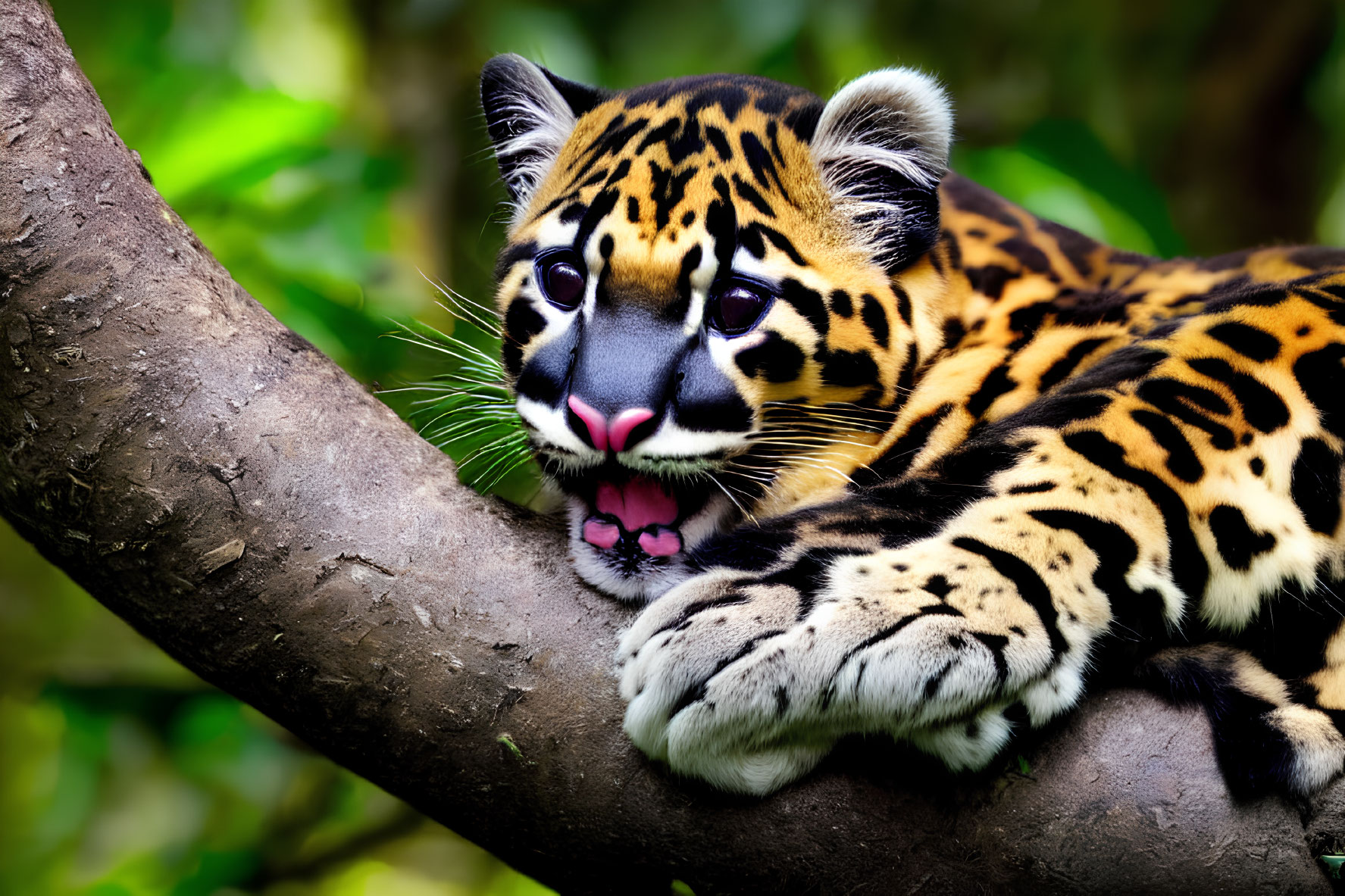 Young Clouded Leopard Resting on Branch with Mouth Open, Displaying Unique Coat Pattern