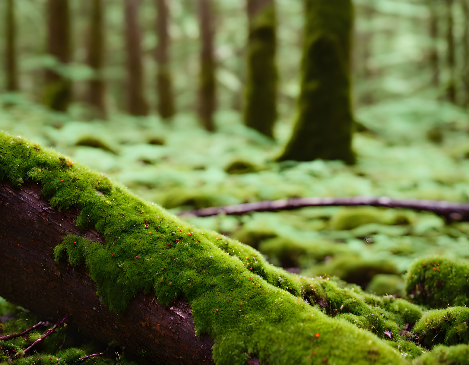 Moss-covered fallen tree trunk in misty forest