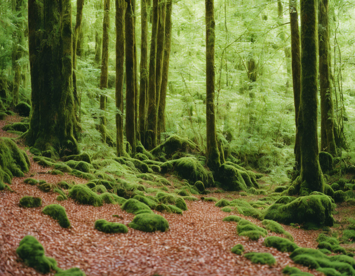 Serene Moss-Covered Forest with Soft Light