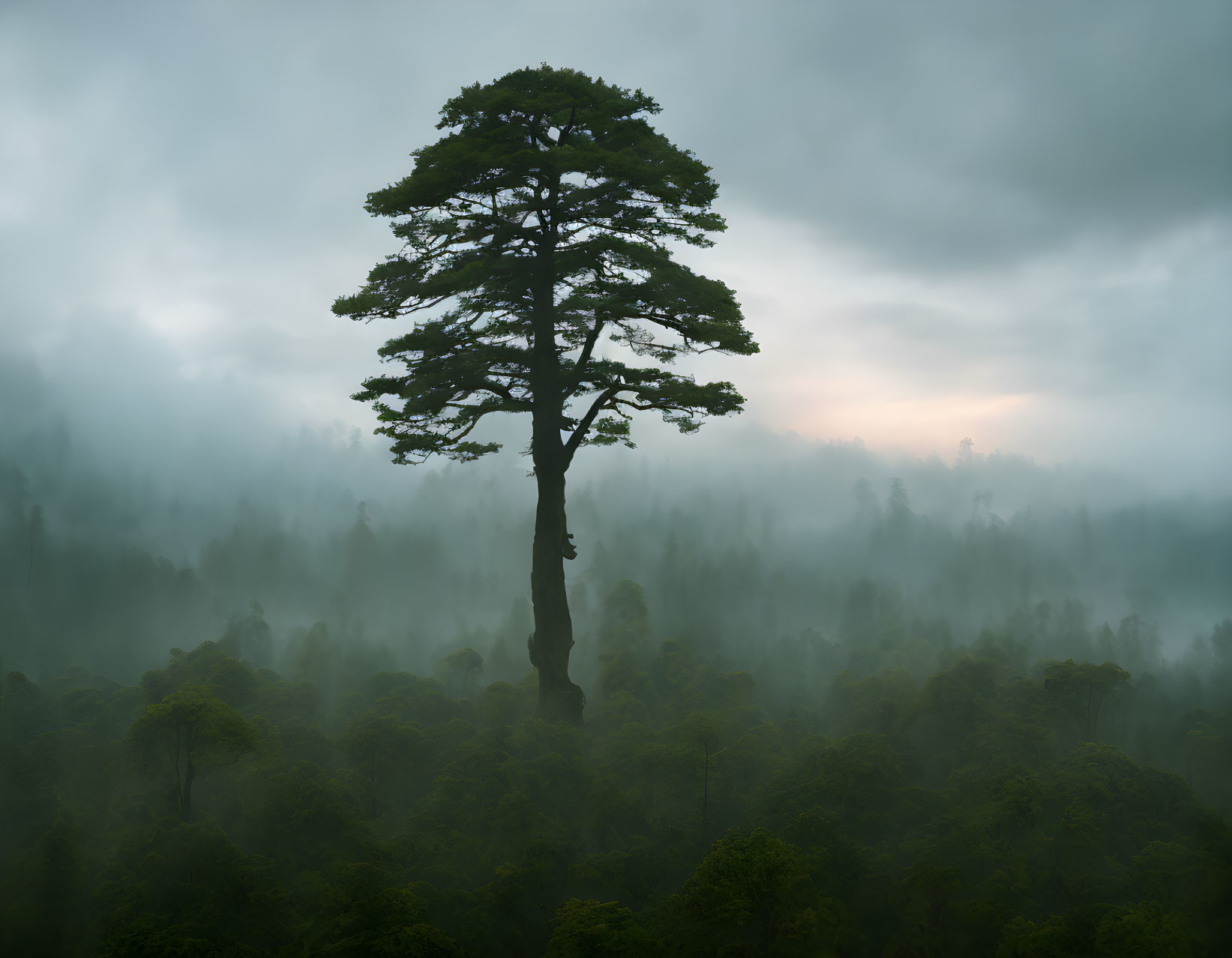 Solitary tall tree in misty forest under cloudy sky at dawn or dusk