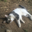 White and Grey Cat Relaxing in Cosmic Space with Multicolored Bubbles