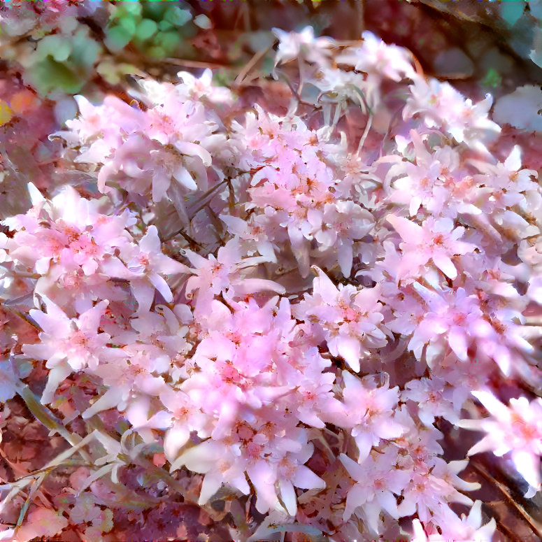 Pink Edelweiss