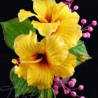 Bright yellow hibiscus flowers with water droplets on dark background and green leaves.